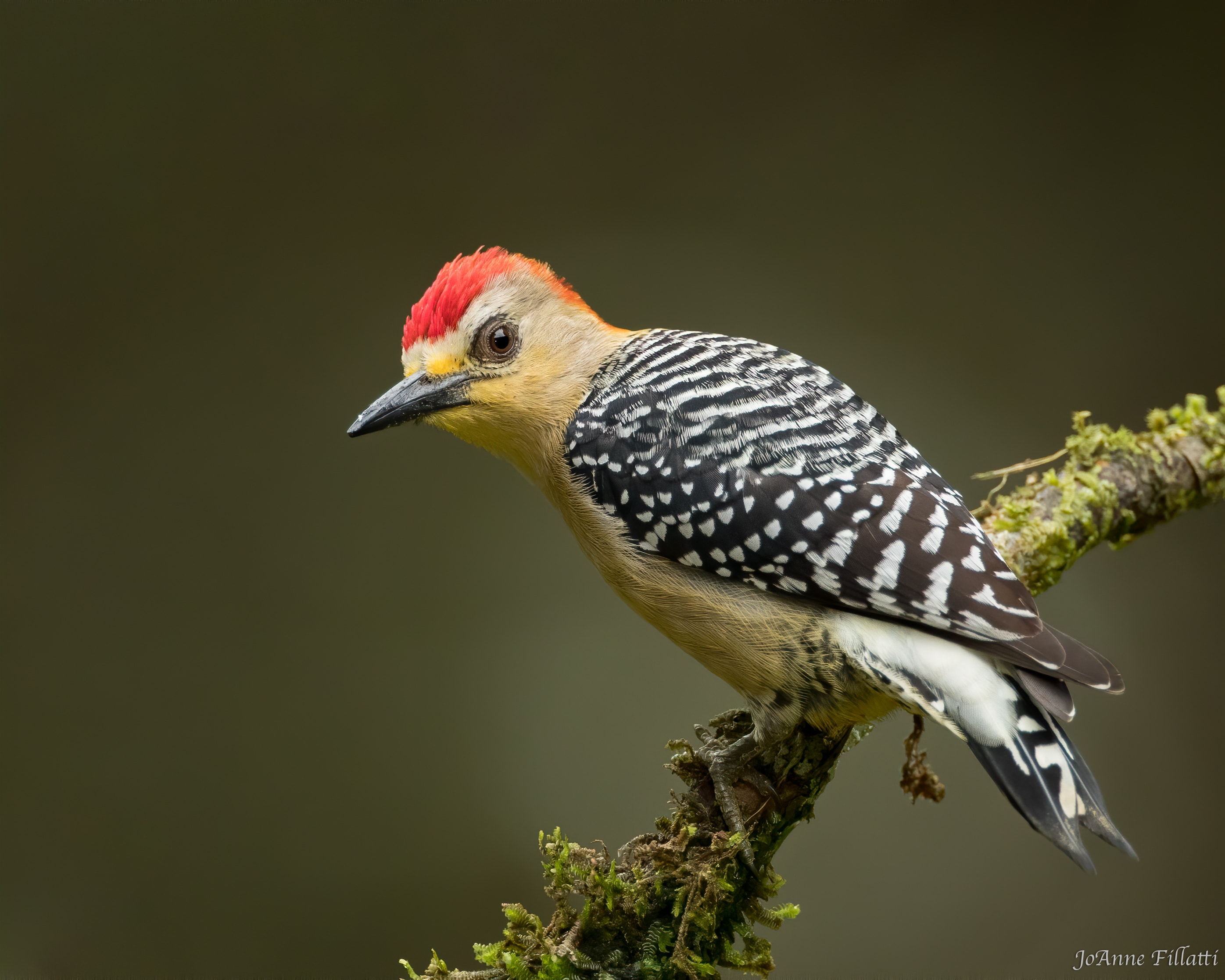 bird of colombia image 9